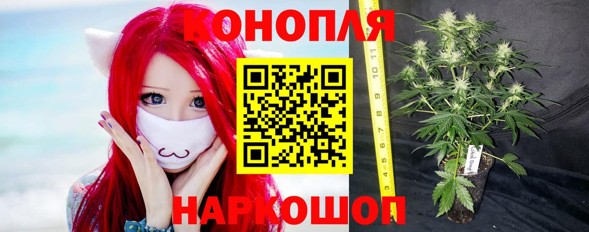 Каннабис OG Kush Москва